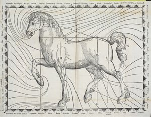 Diagramma dei punti di salasso su un cavallo da un antico libro sulla gestione dei cavalli, 1570 da Giovanni Battista Ferraro